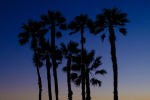 Palms - Venice Beach